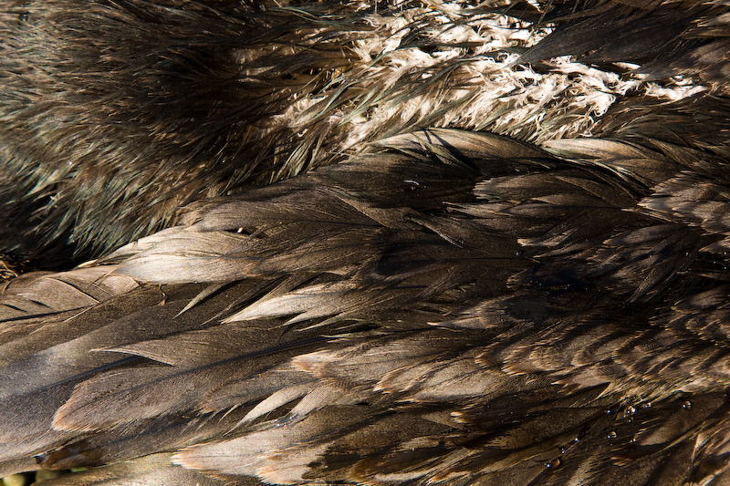 Dead Cormorant Feather Detail